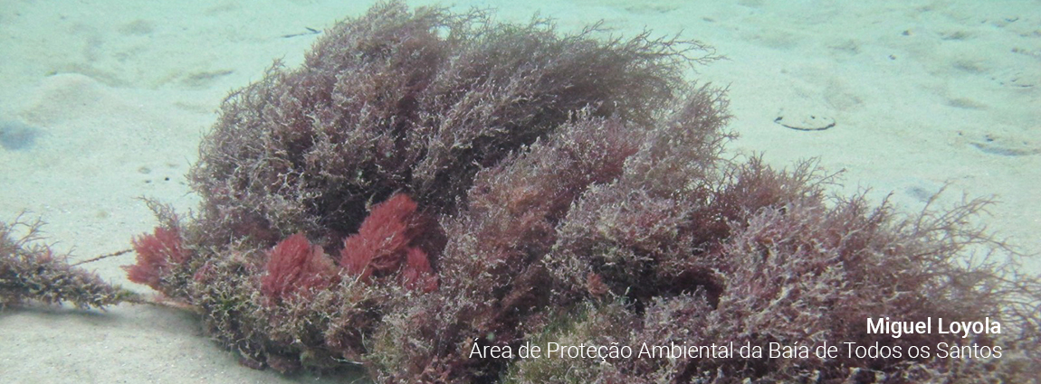 Área de Proteção Ambiental da Baía de Todos os Santos